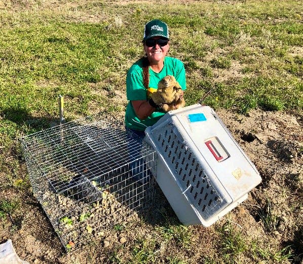 Field representative Chamois Andersen translocating a prairie dog
